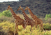 AFW 09 TL0001 01
Profile Of Three Reticulated Giraffes Walking Among Shrubs By Hill Kenya