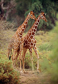 AFW 09 TL0002 01
Two Reticulated Giraffes Standing On Path Near Trees Africa