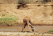 AFW 09 TL0003 01
Reticulated Giraffe Drinking At Watering Hole Africa