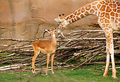 AFW 09 TL0004 01
Reticulated Giraffe Sniffing Impala By Pile Of Tree Branches