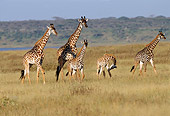 AFW 09 TL0006 01
Herd Of Masai Giraffes Walking On Grassland Africa
