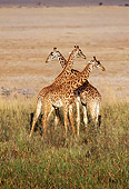 AFW 09 TL0007 01
Three Masai Giraffe Young Playing In Grass Africa