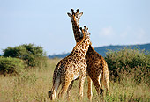 AFW 09 TL0008 01
Two Masai Giraffe Playing On Savanna Blue Sky Africa