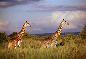 AFW 09 TL0009 01
Two Masai Giraffe Walking In Tall Grass Clouds Sky Africa