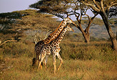 AFW 09 TL0010 01
Two Masai Giraffe Walking In Tall Grass Trees Sky Africa