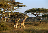 AFW 09 TL0011 01
Two Masai Giraffe Walking In Tall Grass Trees Sky Africa