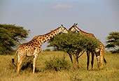 AFW 09 TL0012 01
Two Masai Giraffe Grazing Acacia Tree On Savanna Blue Sky Tanzania