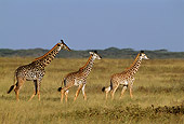 AFW 09 TL0013 01
Masai Giraffe Mother With Two Young Walking In Grass Africa