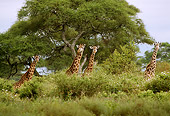 AFW 09 TL0014 01
Four Masai Giraffe Standing Among Trees Sky Africa