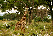 AFW 09 TL0015 01
Masai Giraffe Standing Among Trees Africa