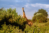 AFW 09 TL0016 01
Masai Giraffe Standing Among Trees Cloudy Sky Africa