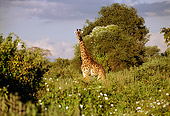 AFW 09 TL0017 01
Masai Giraffe Standing Among Trees Cloudy Sky Africa