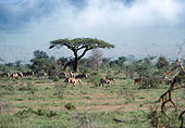 AFW 10 BA0001 01
Herd Of Burchell's Zebra Grazing On Savanna