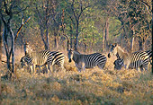 AFW 10 DS0002 01
Herd Of Burchell's Zebras Standing On Savanna