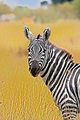 AFW 10 GL0001 01
Portrait Of Burchell's Zebra Standing In Savanna Kenya
