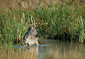 AFW 10 GL0002 01
Burchell's Zebra Standing In Watering Hole Kenya