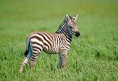 AFW 10 GL0003 01
Burchell's Zebra Foal Standing In Grassland