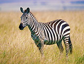 AFW 10 GL0004 01
Burchell's Zebra Standing In Grassland