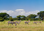 AFW 10 GL0005 01
Group Of Burchell's Zebras Grazing On Grass With Mount Kilimanjaro In Background