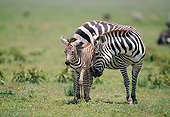 AFW 10 GL0008 01
Burchell's Zebra Nuzzling Foal On Plains In Tanzania