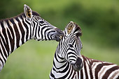 AFW 10 HP0001 01
Burchell's Zebra Mother Nuzzling Young South Africa
