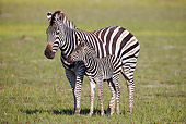AFW 10 HP0003 01
Burchell's Zebra Mother Walking Through Grass With Young South Africa