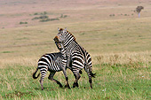 AFW 10 JE0001 01
Two Burchell's Zebras Fighting On Plains Kenya