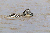 AFW 10 JE0002 01
Grant's Zebra Swimming In Water Kenya