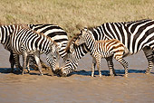 AFW 10 MC0002 01
Burchell's Zebras Crossing River With Young Tanzania