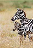 AFW 10 MC0003 01
Burchell's Zebra Mother And Newborn Standing In Savanna Kenya