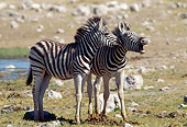 AFW 10 MC0004 01
Two Young Burchell's Zebras Standing In Savanna Kenya