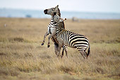 AFW 10 MC0005 01
Two Burchell's Zebra Stallions Fighting In Savanna Kenya