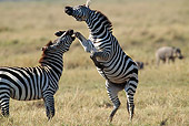 AFW 10 MC0006 01
Two Burchell's Zebra Stallions Fighting In Savanna Kenya
