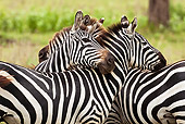AFW 10 MC0009 01
Three Burchell's Zebras Looking Out In Savanna Tanzania