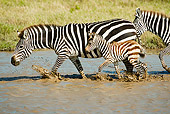 AFW 10 MC0010 01
Group Of Burchell's Zebras Crossing River With Young