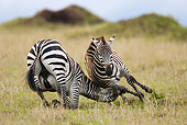 AFW 10 MC0011 01
Two Burchell's Zebras Fighting On Savanna Kenya