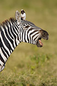 AFW 10 MC0013 01
Head Shot Of Burchell's Zebra Braying On Savanna Kenya