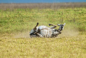 AFW 10 MC0015 01
Burchell's Zebra Rolling In Dirt In Ngorongoro Crater Tanzania