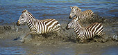 AFW 10 MC0016 01
Three Burchell's Zebras Splashing Through Water Tanzania