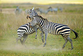 AFW 10 MC0017 01
Two Burchell's Zebras Fighting For Dominance Tanzania
