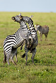 AFW 10 MC0018 01
Two Burchell's Zebra Stallions Fighting On Savanna Tanzania
