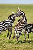 AFW 10 MC0019 01
Two Burchell's Zebra Stallions Fighting On Savanna Tanzania