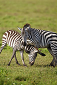 AFW 10 MC0021 01
Two Burchell's Zebra Stallions Fighting On Savanna Tanzania