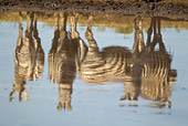 AFW 10 MC0022 01
Reflections Of Burchell's Zebras On Water Tanzania