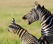 AFW 10 MC0023 01
Close-Up Of Burchell's Zebras Fighting Serengeti National Park, Tanzania
