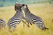 AFW 10 MC0024 01
Two Burchell's Zebras Fighting Masai Mara, Kenya