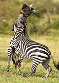 AFW 10 MC0025 01
Two Burchell's Zebras Fighting Mara Triangle, Kenya