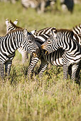 AFW 10 MC0026 01
Burchell's Zebra Males Fighting Serengeti National Park, Tanzania