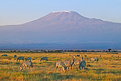 AFW 10 MH0001 01
Herd Of Burchell's Zebras Standing On Savanna By Mount Kilamanjaro