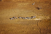 AFW 10 MH0002 01
Herd Of Burchell's Zebras Walking On Savanna
